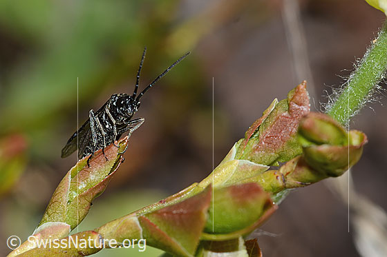 Foto: Wahrscheinlich Schwarze Getreideblattwespe (Dolerus nitens). Länge 9mm. Ansicht von schräg vorne.