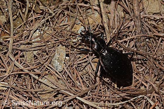 Photo: Carabus irregularis. Length 19 - 30mm. View from the side above.