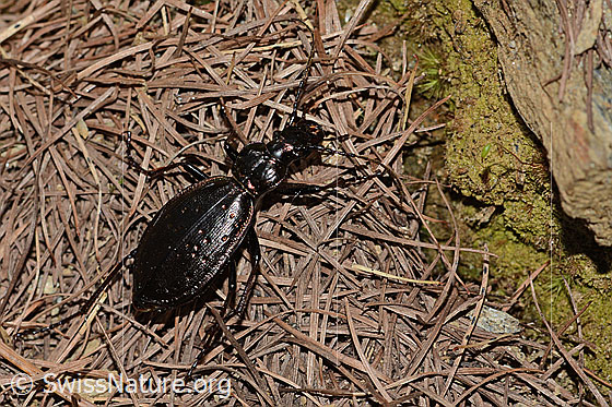 Foto: Schluchtwald-Laufkäfer (Carabus irregularis). Länge 19 - 30mm. Ansicht von schräg hinten.