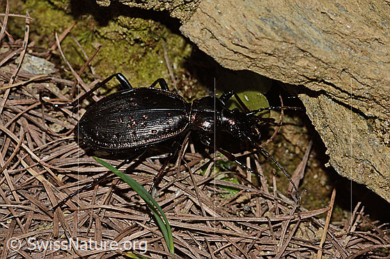 Photo: Carabus irregularis. Length 19 - 30mm. View from the side above.