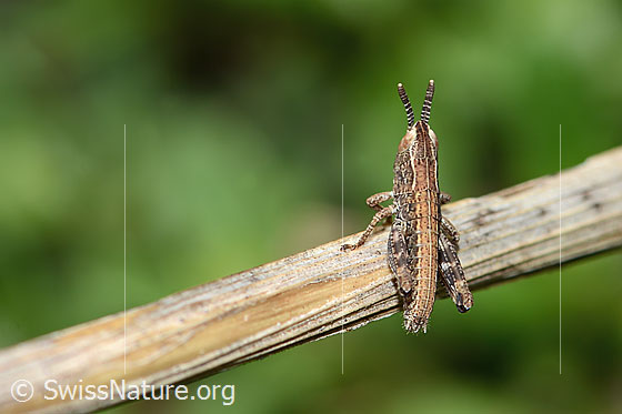 Photo: Gomphocerus sibiricus. Nymph stage 2. View from above.