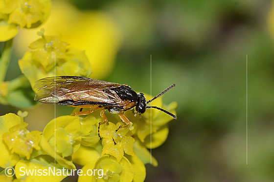 Foto: Wahrscheinlich Athalia circularis (Echte Blattwespe) auf Zypressen-Wolfsmilch (Euphorbia cyparissias). Länge 9mm. Ansicht von seitlich oben.