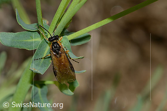 Foto: Wahrscheinlich Athalia circularis (Echte Blattwespe) auf Zypressen-Wolfsmilch (Euphorbia cyparissias). Länge 9mm. Ansicht von oben.