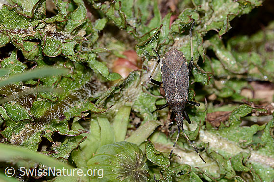 Dicranocephalus medius (Wolfsmilchwanze)