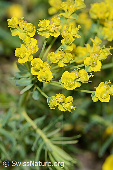 Foto: Zypressen-Wolfsmilch (Euphorbia cyparissias). Blüten.