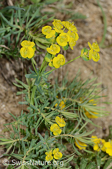 Foto: Zypressen-Wolfsmilch (Euphorbia cyparissias). Ganze Pflanze (Habitus).