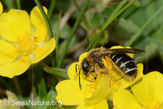 Rotbeinige Furchenbiene (Halictus rubicundus) auf Blume