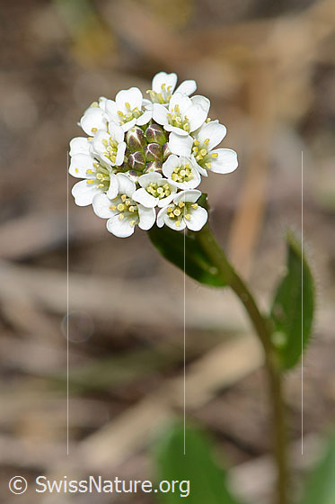 Photo: Probably Arabis ciliata. Inflorescence.