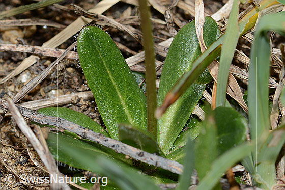 Photo: Probably Arabis ciliata. Stem and leaves.
