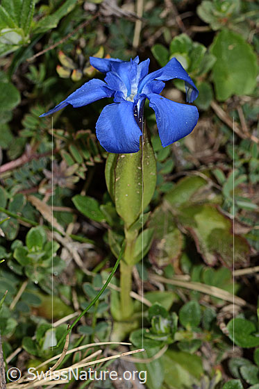 Photo: Gentiana verna. Whole plant (habiti).