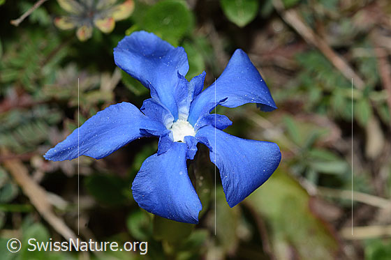 Photo: Gentiana verna. Blossom. View from above.