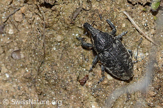 Foto: Wahrscheinlich Larinus brevis (Rüsselkäfer). Länge 12mm. Ansicht von oben.