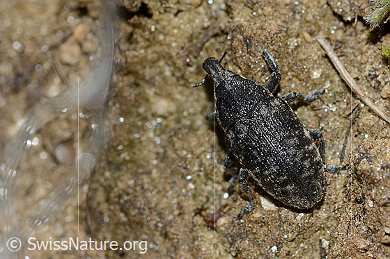 Foto: Wahrscheinlich Larinus brevis (Rüsselkäfer). Länge 12mm. Ansicht von oben.
