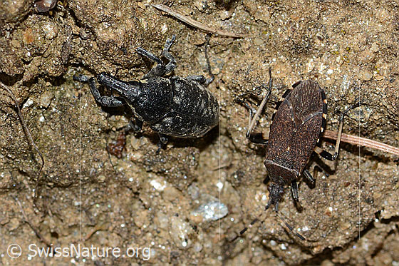 Photo: Probably Larinus brevis and Dicranocephalus medius.
