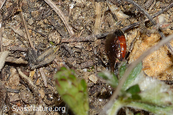 Photo: Probably Sphecodes ephippius. Length 6mm. Abdomen.