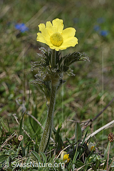 Foto: Schwefel-Anemone (Pulsatilla alpina ssp. apiifolia). Ganze Pflanze (Habitus).