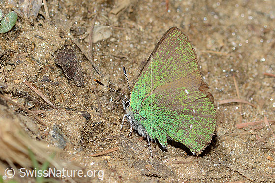 Foto: Brombeer-Zipfelfalter (Callophrys rubi). Flügel geschlossen. Ansicht von der Seite.