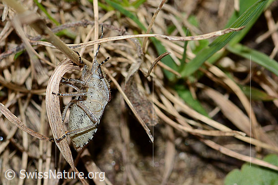 Photo: Dolycoris baccarum. Length 10 - 12mm. View from diagonal below.
