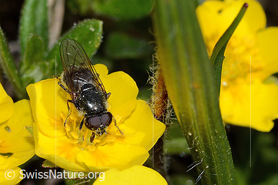 Foto: Wahrscheinlich Gänsedistel-Erzschwebfliege (Cheilosia caerulescens) auf Blume. Länge 8 - 11mm. Männchen. Ansicht von vorne oben.