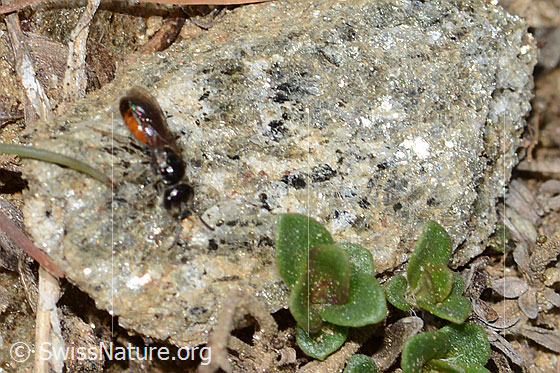 Foto: Wahrscheinlich Gewöhnliche Blutbiene (Sphecodes ephippius). Länge 6mm. Ansicht von oben.