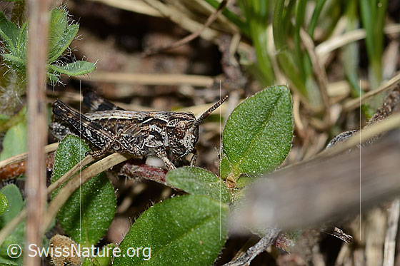 Photo: Gomphocerus sibiricus. Length 8mm. Nymph stage 2. View diagonally from the front.