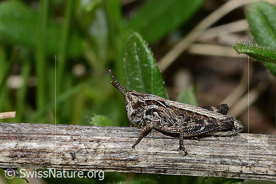Photo: Gomphocerus sibiricus. Length 8mm. Nymph stage 2. View from the side.