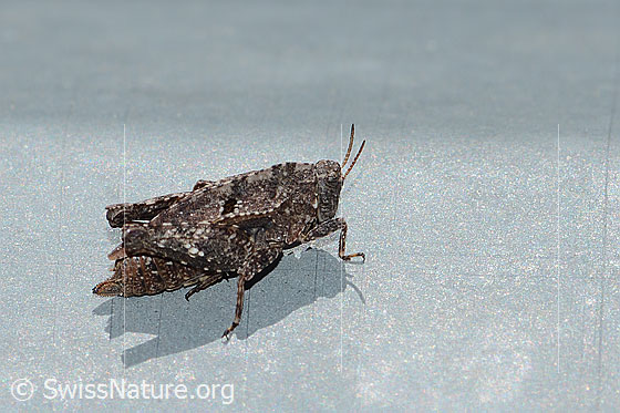 Foto: Zweipunkt-Dornschrecke (Tetrix bipunctata). Länge 10 - 14.5mm. Weibchen. Ansicht von der Seite.