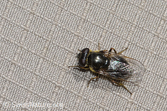 Foto: Wahrscheinlich Gänsedistel-Erzschwebfliege (Cheilosia caerulescens). Länge 9mm. Weibchen. Ansicht von oben. 