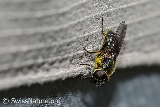 Foto: Wahrscheinlich Gänsedistel-Erzschwebfliege (Cheilosia caerulescens). Länge 9mm. Weibchen. Ansicht von der Seite. 