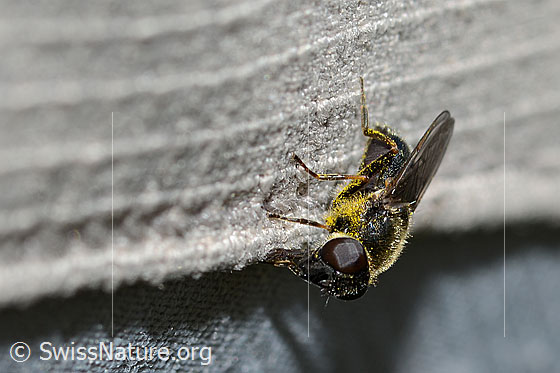 Foto: Wahrscheinlich Gänsedistel-Erzschwebfliege (Cheilosia caerulescens). Länge 9mm. Weibchen. Ansicht von schräg vorne. 