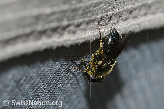 Foto: Wahrscheinlich Gänsedistel-Erzschwebfliege (Cheilosia caerulescens). Länge 9mm. Weibchen. Asnicht von schräg hinten. 