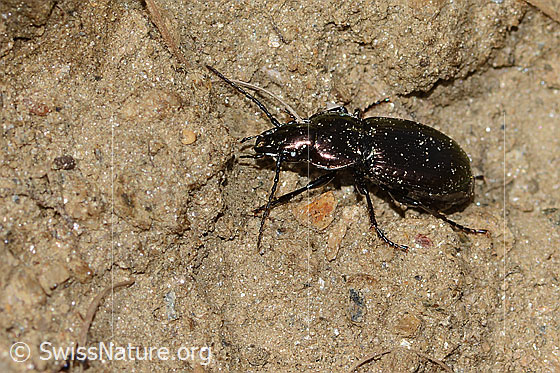 Photo: Probably Pterostichus burmeisteri. Length 14mm. View from diagonally above.