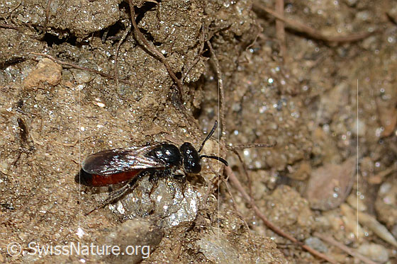 Foto: Wahrscheinlich Gewöhnliche Blutbiene (Sphecodes ephippius). Länge 6mm. Ansicht von seitlich oben.