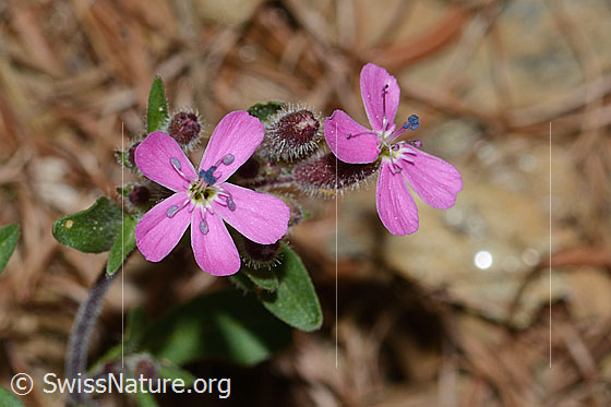 Foto: Rotes Seifenkraut (Saponaria ocymoides). Blüten.