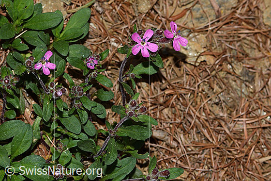 Photo: Saponaria ocymoides. Whole plant (habiti).