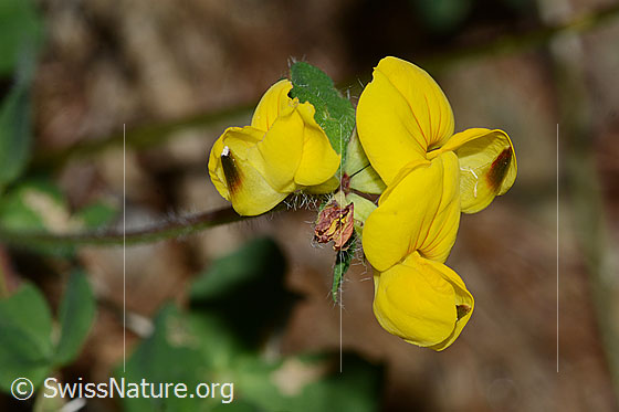 Foto: Alpen-Hornklee (Lotus alpinus). Blüten.