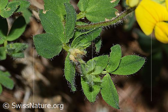 Foto: Alpen-Hornklee (Lotus alpinus). Blätter.