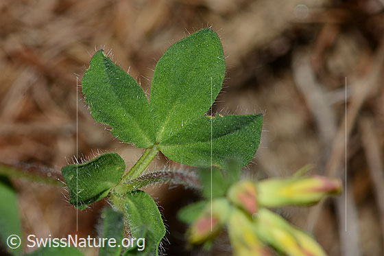 Foto: Alpen-Hornklee (Lotus alpinus). Blätter.