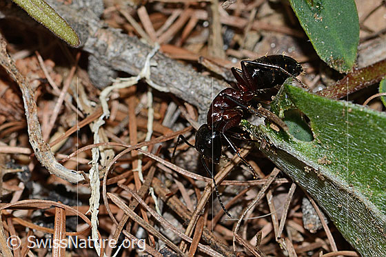 Photo: Camponotus ligniperda. Length 13mm. View diagonally from the front.