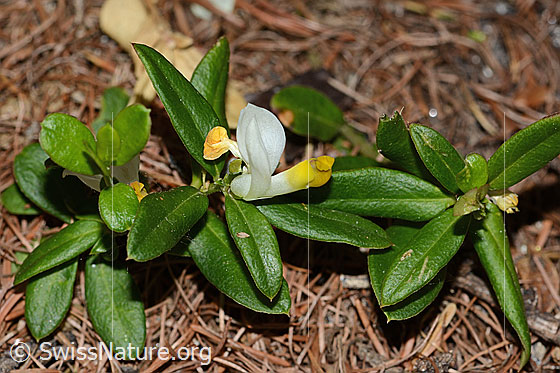 Foto: Buchsblättrige Kreuzblume (Polygala Chamaebuxus). Ganze Pflanze (Habitus).