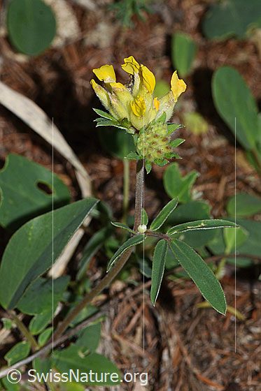 Foto: Alpen-Wundklee (Anthyllis vulneraria ssp. alpestris). Ganze Pflanze (Habitus).