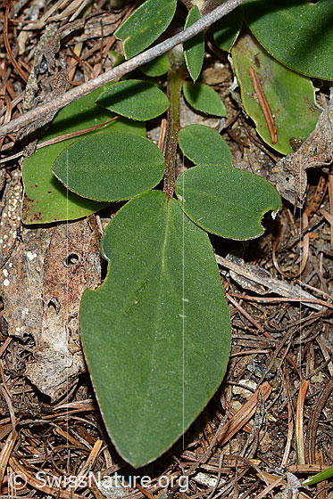 Foto: Alpen-Wundklee (Anthyllis vulneraria ssp. alpestris). Stängelblatt.