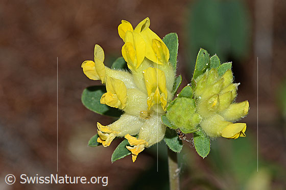 Photo: Anthyllis vulneraria ssp. Alpestris. Blossoms.