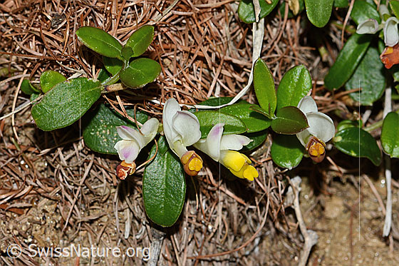 Photo: Polygala Chamaebuxus. Whole plant (habiti).