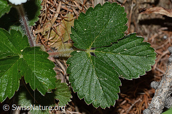 Foto: Wald-Erdbeere (Fragaria vesca). Blätter.