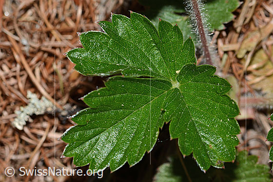 Foto: Wald-Erdbeere (Fragaria vesca). Blätter.