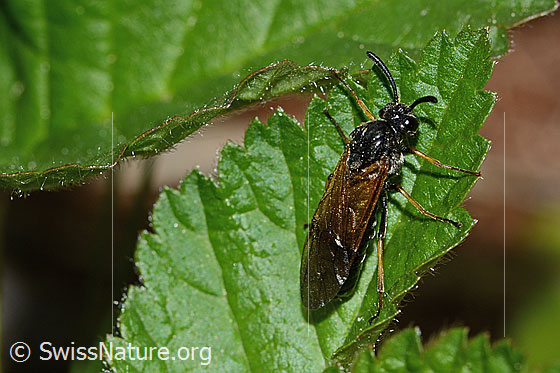 Foto: Arge ustulata (Bürstenhornblattwespe). Länge 8mm. Weibchen. Ansicht von schräg oben.