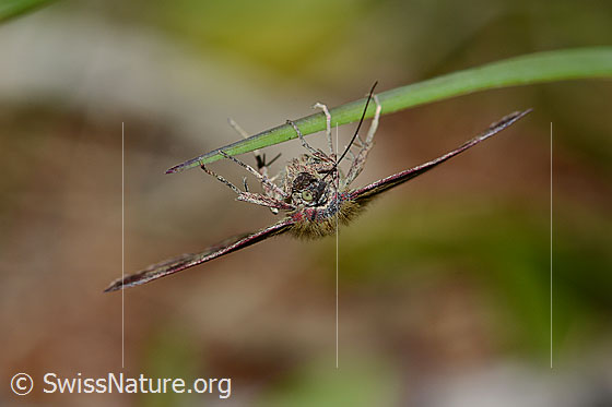 Photo: Probably Phytometra viridaria. Wings open. View from the front.