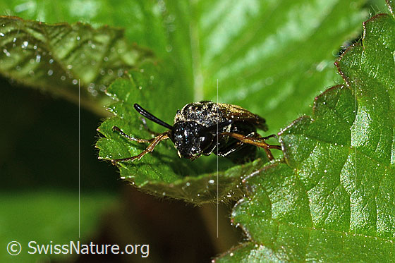 Photo: Arge ustulata. Length 8mm. Female. View from the front.