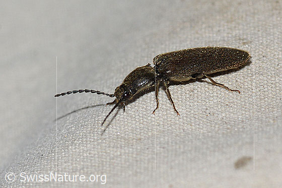 Limonius minutus